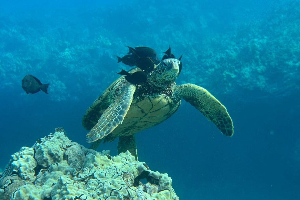 portfolio-gallery-image-6809 turtle-Reef-Discovery-tour