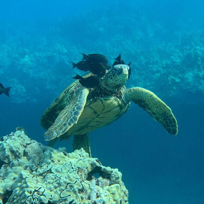 Snorkeling with sea turtles in Maui's blue-greenish water with fish