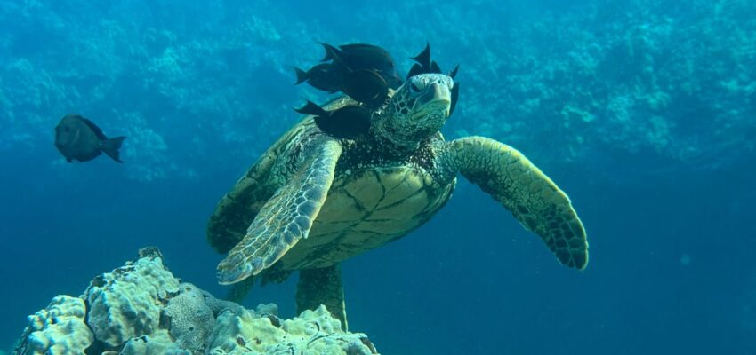 Snorkeling with sea turtles in Maui's blue-greenish water with fish