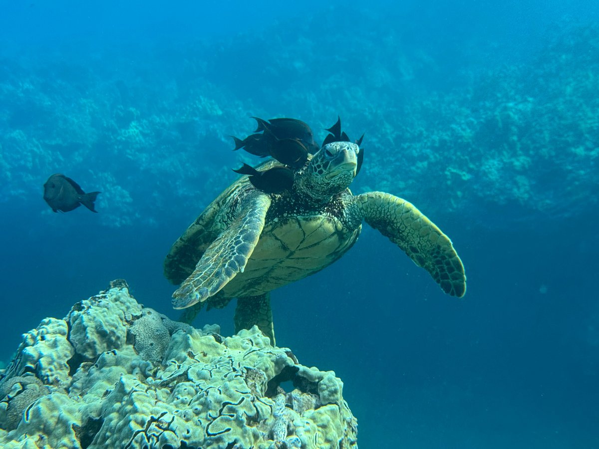 Turtle Ref 7 Essential Tips for Snorkeling with Sea Turtles in Maui