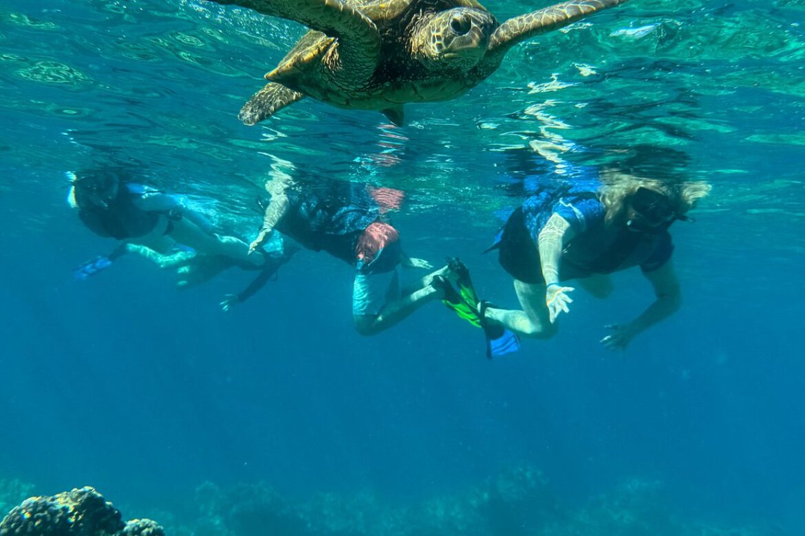 portfolio-gallery-image-6808 turtle-reef-discovery-kayaking -and-snorkeling-tours