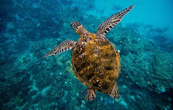 turtle are swimming in blue green maui water around the reef
