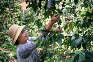 A woman carefully picking bright red coffee cherries from a tree local coffee farm, surrounded by vibrant green foliage.