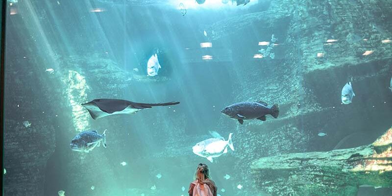 A woman visits the Maui Ocean Center and stands in front of a large aquarium tank filled with colorful fish and aquatic plants.
