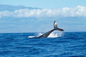 A humpback whale watching breaches the surface of the ocean, showcasing its massive body against the blue water.