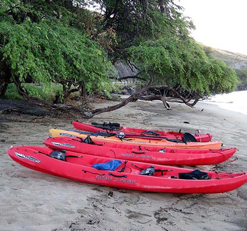 Colorful kayaks lined up on a Maui beach under shady trees, showing an example for How to Choose the Right Maui Kayak Tour