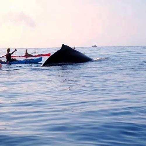 whale-Whatching-Tour-in-Maui